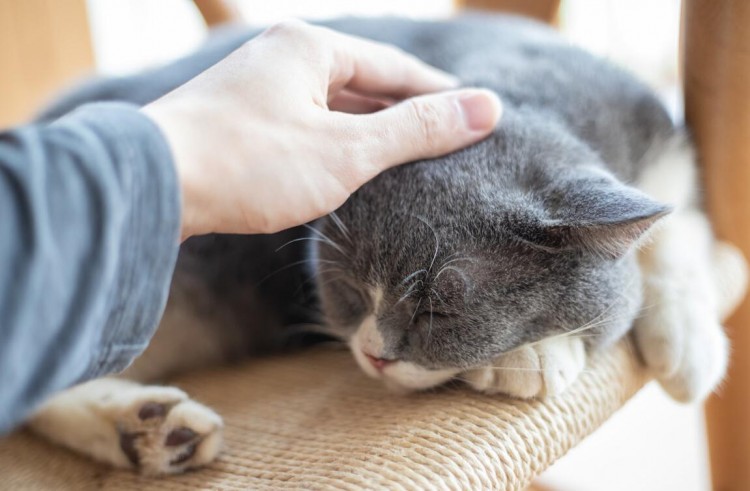 想要知道猫咪的心情那就看它的尾巴！