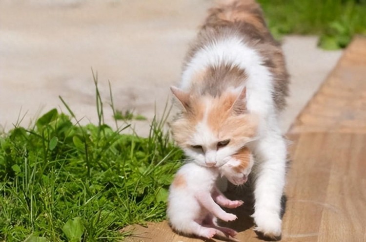 长时间养猫才知道，母猫把幼崽带给你，其实就是这个意思