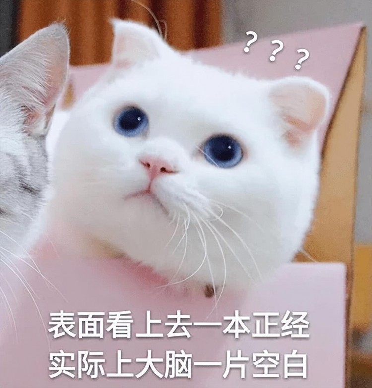 猫咪一旦有这几种表现，说明它深陷孤独，宠主要当心