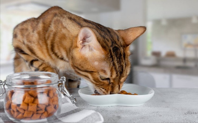 猫咪一旦有这几种表现说明它深陷孤独宠主要当心