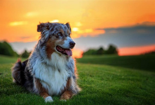 牧羊犬中工作最敬业的来看看到底是那一只小可爱获得桂冠