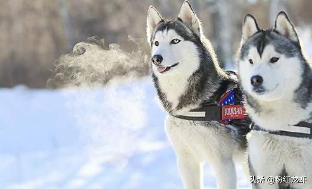 爱犬家族，各种名犬简介？