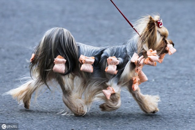 全球最受欢迎的十种宠物狗你最爱的爱犬是哪一种