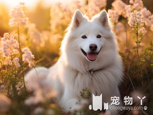 建议养的10种犬？