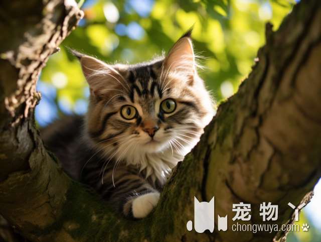 为什么社会化训练特别好的小猫咪会迅速融入家庭?