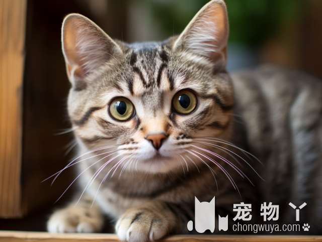 北京暖宠家：买双人套票，能满足你的猫猫需求吗?